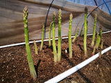 Asparagus Seeds - UC 157 F1