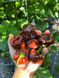 Pepper Seeds - Hot - Habanero Chocolate