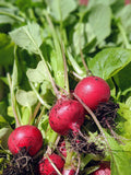 Radish Seeds - Butter Globe