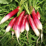 Radish Seeds - French Breakfast