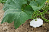 Squash Seeds - Summer - Early White Bush Scallop