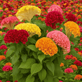 Celosia Seeds - Crested - Armor Mix