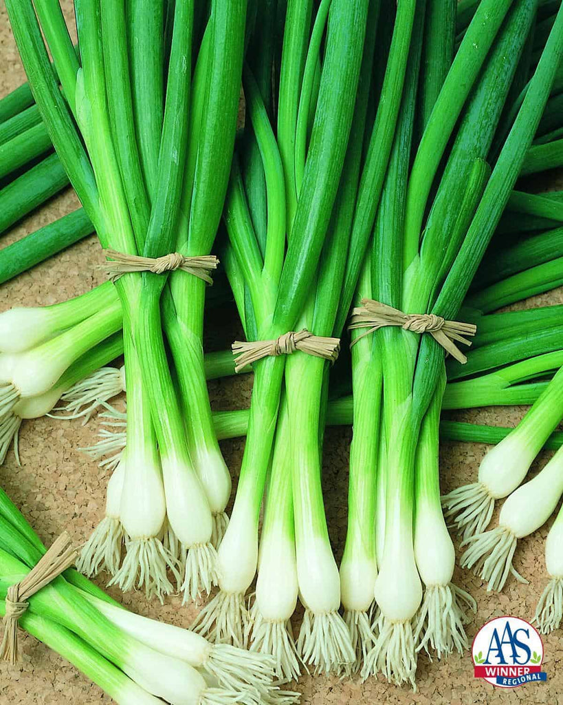 Onion Seeds - Bunching - Warrior AAS
