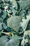 Broccoli Seeds - Di Cicco