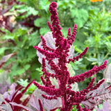 Amaranthus Seeds - Hopi Red Dye (Organic)