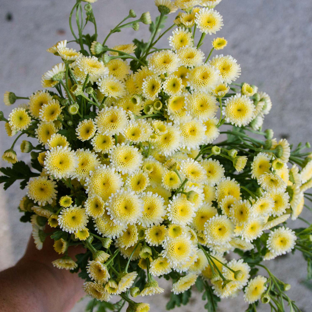 Magic Lime Green Organic Matricaria Seed