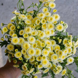 Magic Lime Green Organic Matricaria Seed