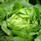Lettuce Seeds - Butterhead - Buttercrunch AAS Winner