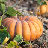 Pumpkin Seeds - Musquee De Provence