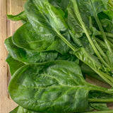 Spinach Seeds - Matador Viking