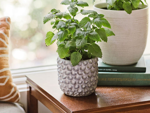 المليسة الطبية lemon Balm 