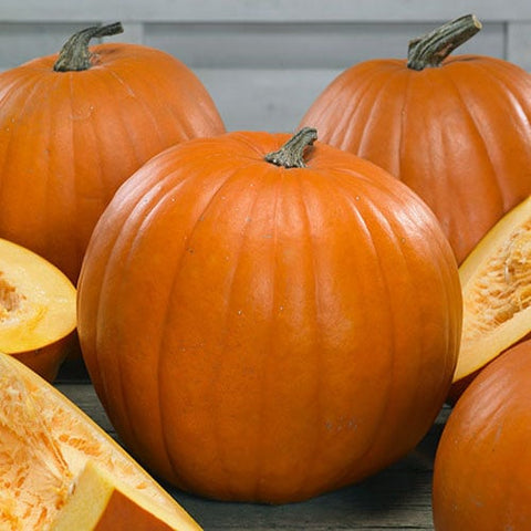 Pumpkin Seeds - Young's Beauty