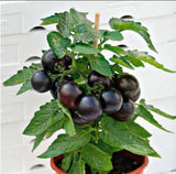 Cherry-Purple F1 Dwarf - Tomato  Seeds