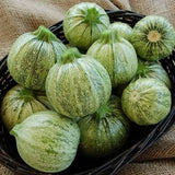 Squash Seeds - Summer - Ronde de Nice