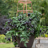 Cherry-Purple F1 Dwarf - Tomato  Seeds