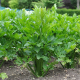 Celery Seeds - Golden Self Blanching