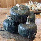 Pumpkin Seeds - Winter - Burgess Buttercup