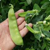 بزاليا أوريغون العملاقة المسطحة 