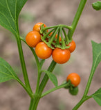 2 Golden pearls Seedlings