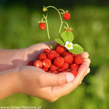 Strawberry - Fragaria vesca Rügen Alpine