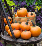 Pumpkin Seeds - Wee-B-Little AAS Winner