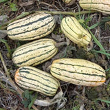 Pumpkin Seeds - Winter - Delicata Bush AAS Winner