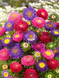 Aster Seeds - Powderpuff Mix