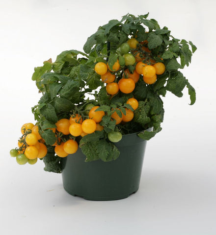 Tomato Seeds- Sweet ’n Neat Lemon Sherbet F1