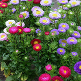 Aster Seeds - Powderpuff Mix