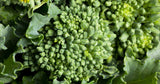 Broccoli Raab - Early Fall Rapini
