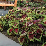 Coleus Seeds - Jazz Combo Mix