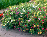 Four O Clock Seeds - Marvel of Peru Mix