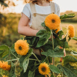 Sunflower Seeds - Teddy Bear
