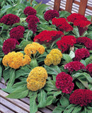 Celosia Seeds - Crested - Armor Mix