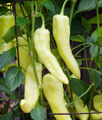 Pepper Seeds - Sweet - Sweet Banana AAS Winner