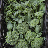 Broccoli Seeds - Di Cicco