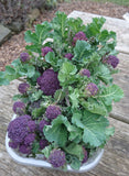Broccoli Seeds - Early Purple Sprouting