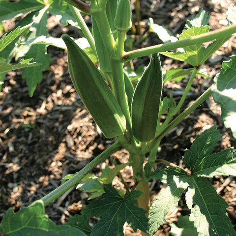 Okra Seeds - Jambalaya 2.0