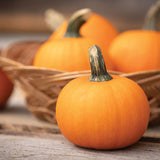 Pumpkin Seeds - Wee-B-Little AAS Winner