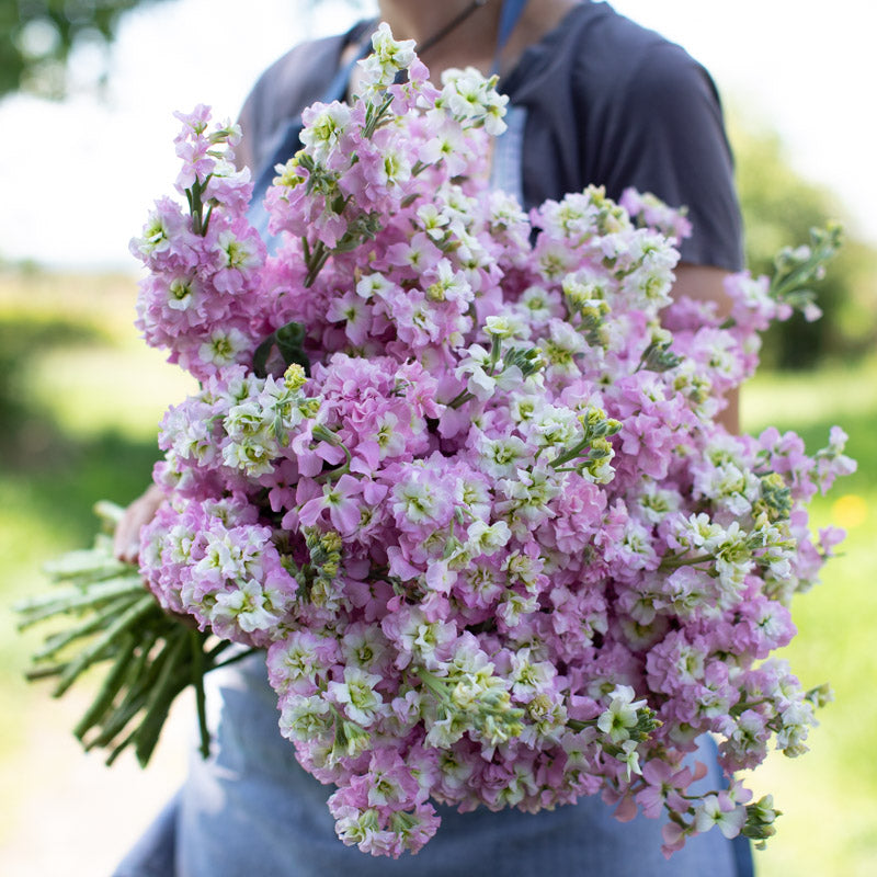 Antique Pink Stock Seed