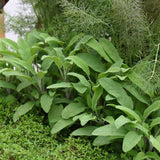 Sage Seeds - Broad Leaved