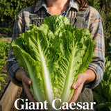 Lettuce Seeds - Romaine - Giant Caesar
