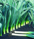 Leek Seeds - Large American Flag
