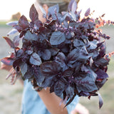 Basil, Dark Opal Seed