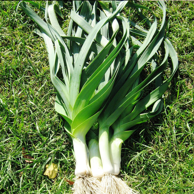 Leek Seeds - Large American Flag