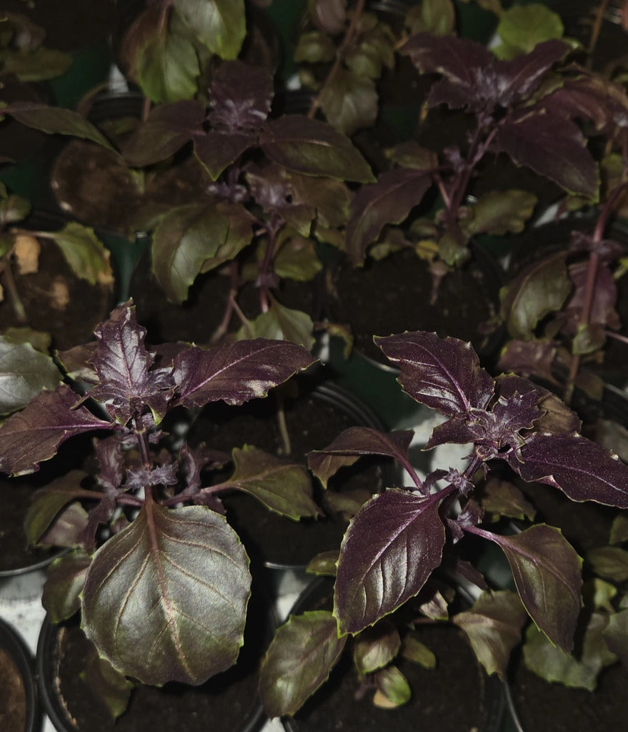2 Purple Basil seedlings