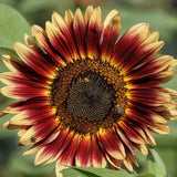Sunflower Seeds - Indian Blanket