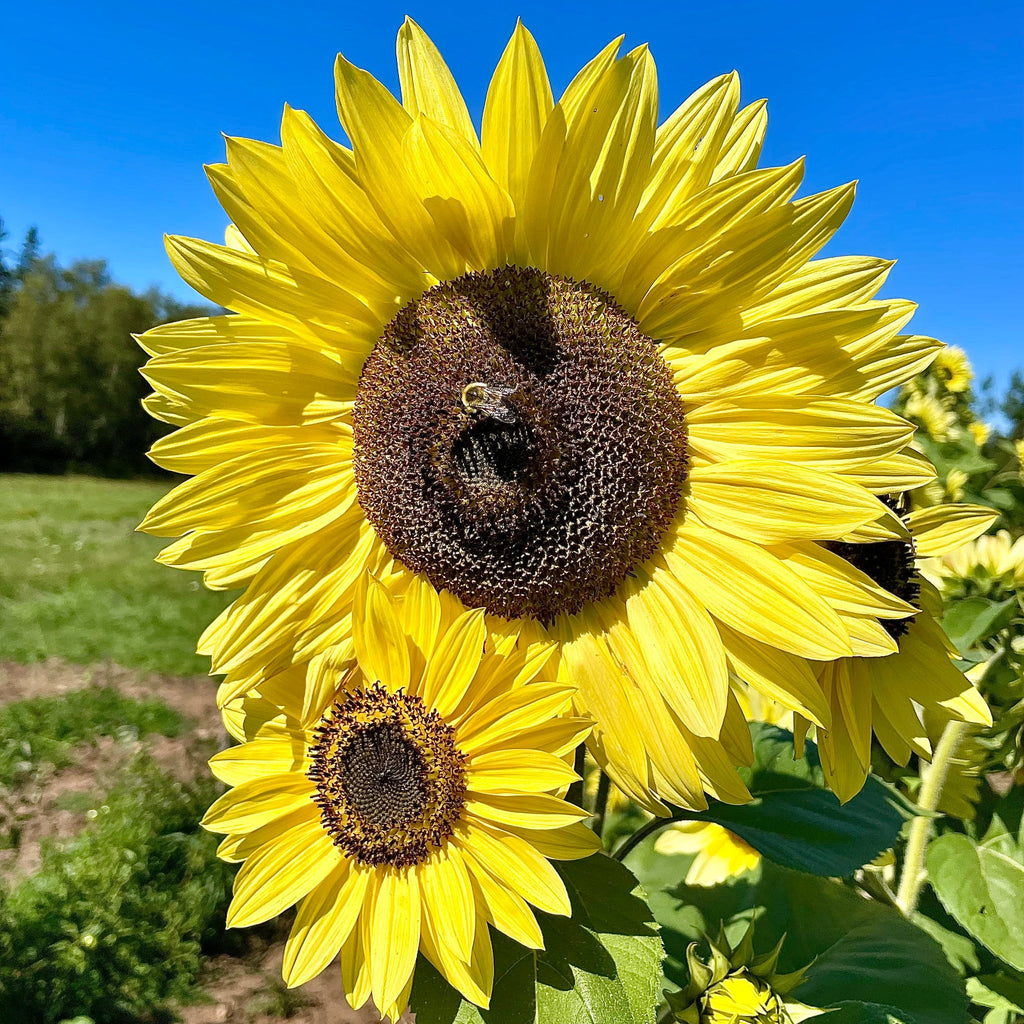 Sunflower Seeds - Lemon Queen
