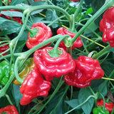 Pepper Seeds - Hot - Mushroom Red