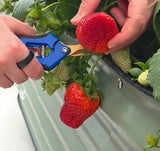 Sweet Ann Strawberry Seedlings 10 Pots